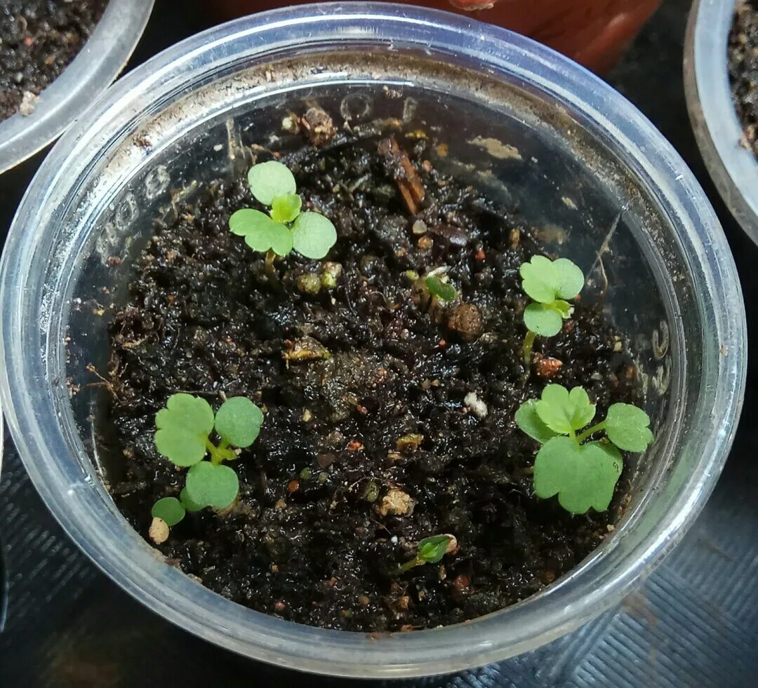 всходы клубники из семян. клубника росток рассада. клубника росток рассада. клубника росток рассада. земляника пикировка рассады.