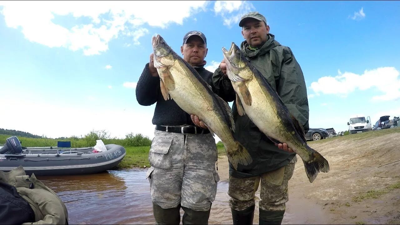 Судак на рыбинском. Судак Рыбинского водохранилища. Судак на Рыбинском водохранилище. Рыбинское водохранилище суда. Рыбалка Рыбинское водохранилище Судак.