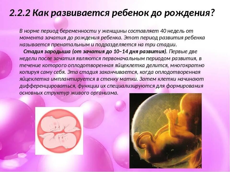 Естественное зачатие двойни. Таблица зачатия беременности двойней. Какова вероятность двойни. Как зачать близнецов. Как получаются двойняшки при оплодотворении.