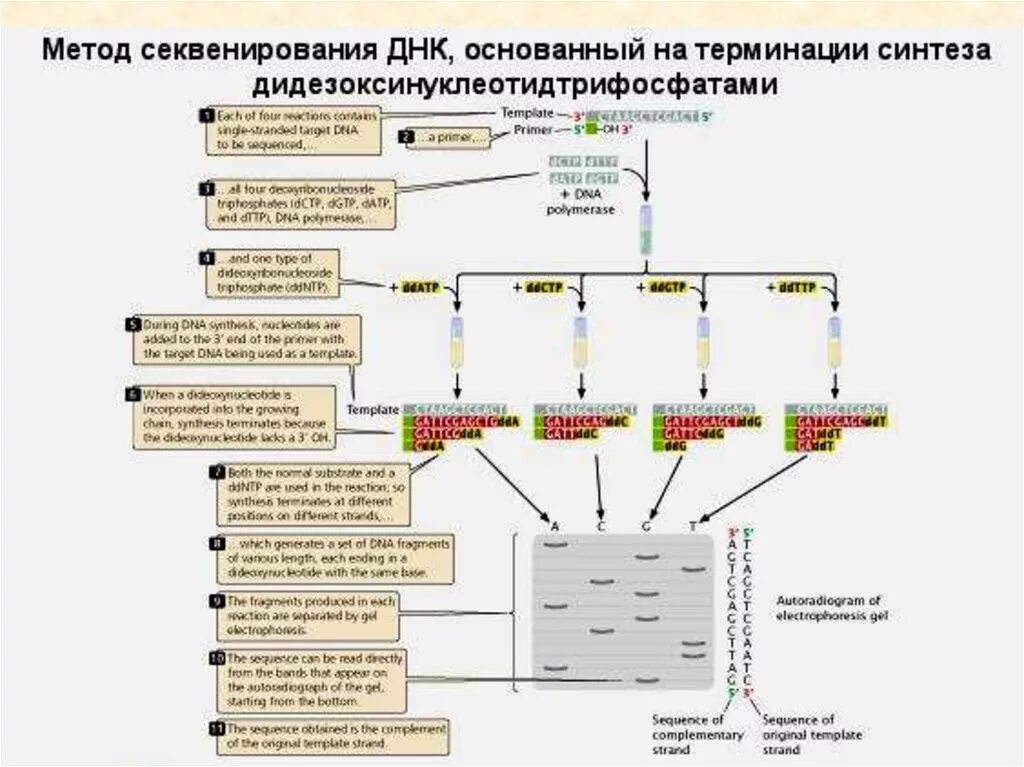 Метод секвенирования днк. Основные этапы метода секвенирования. Секвенирование метод исследования. Секвенирование ДНК этапы.