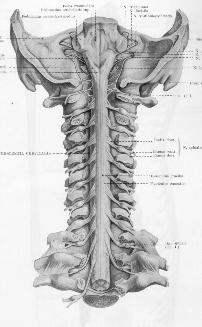 Спинной мозг шейный отдел анатомия. Анатомия человека спинной мозг шейный отдел позвоночника. Корешки спинного мозга шейный отдел. Шейный отдел спинного мозга строение.
