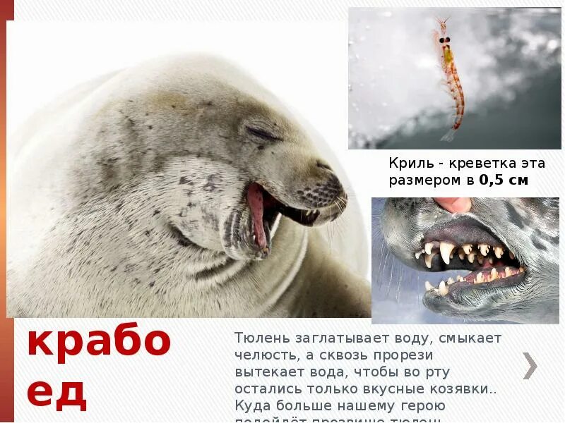 Зубы тюленя крабоеда. Челюсть тюленя-крабоеда.