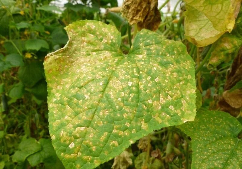 Ржавчина яблони gymnosporangium tremelloides hartig. Септориоз томатов. Антракноз огурца. Обыкновенная огуречная мозаика (cucumber mosaic virus). Септориоз антуриум андре.