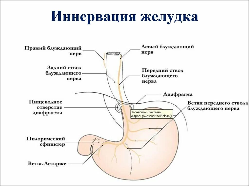 Нервный пищевод. Кровоснабжение желудка анатомия схема. Иннервация желудка схема анатомия. Иннервация малой кривизны желудка. Кровоснабжение ЖКТ схема.