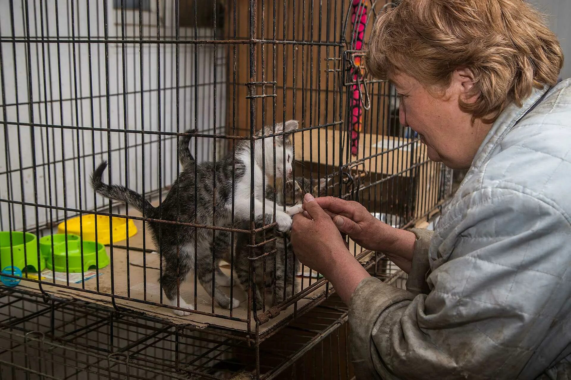 Приют для кошек нижний. Приют для бездомных животных "Ковчег" Ульяновск. Приют Ковчег в Кронштадте. Приют для животных в Америке. Частный приют для животных.