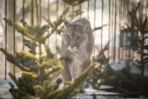 Зоопарк южно сахалинск