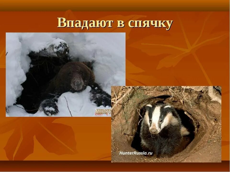 Мыши впадают в спячку зимой. Животные в спячке. животные которые впадают в спячку. животные которые впадают в спячку зимой. животные в спячке зимой.