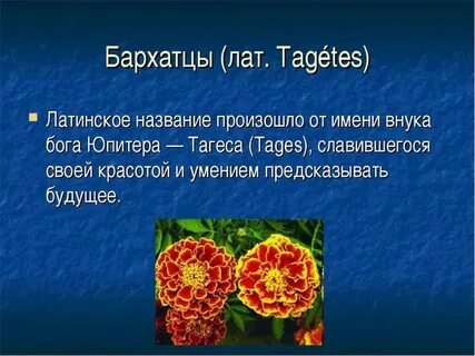 Легенда о бархатцах