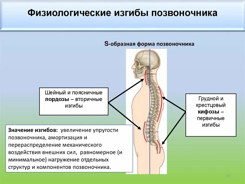 Укажите верно изгибы позвоночника