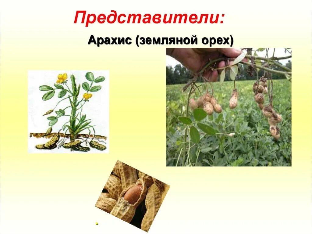семейство мотыльковые арахис. арахис презентация. рассказ про арахис. арахис. арахис это бобовые.