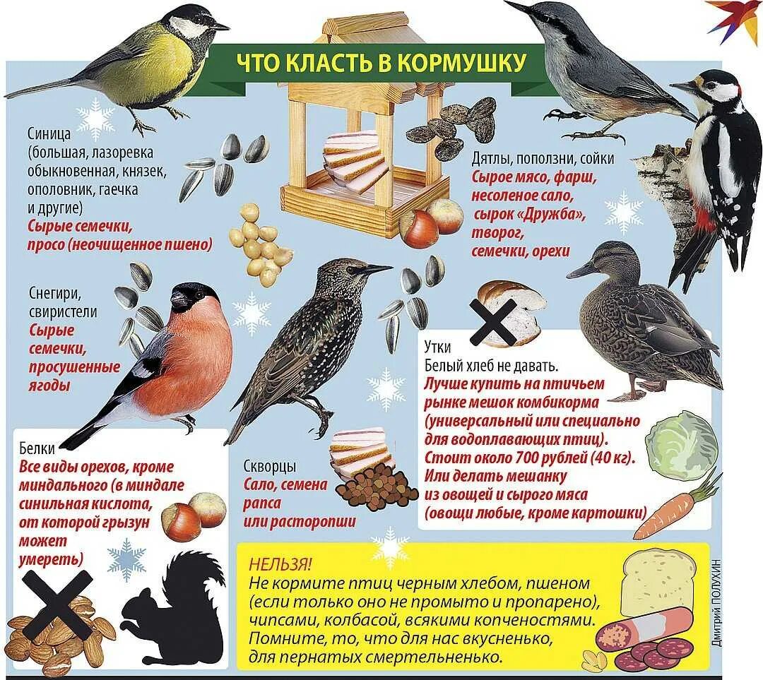 Чем кормить птиц зимой. Корм для зимующих птиц. Чем кормить птиц зимой в кормушках. Корм для птиц в кормушку зимой. Значение птицы в питании