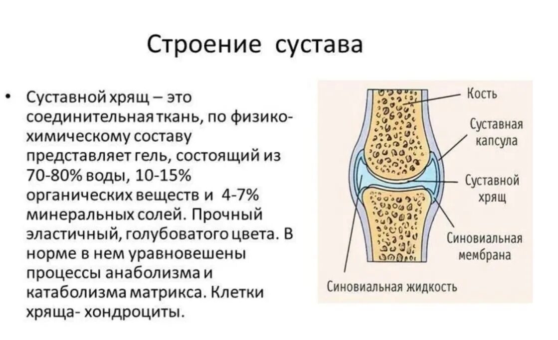 Какие структуры сустава обозначены цифрами. Строение кости с сустав хрящ. Гиалиновый хрящ в суставе. Суставный хрящ строение. Строение суставного хряща.