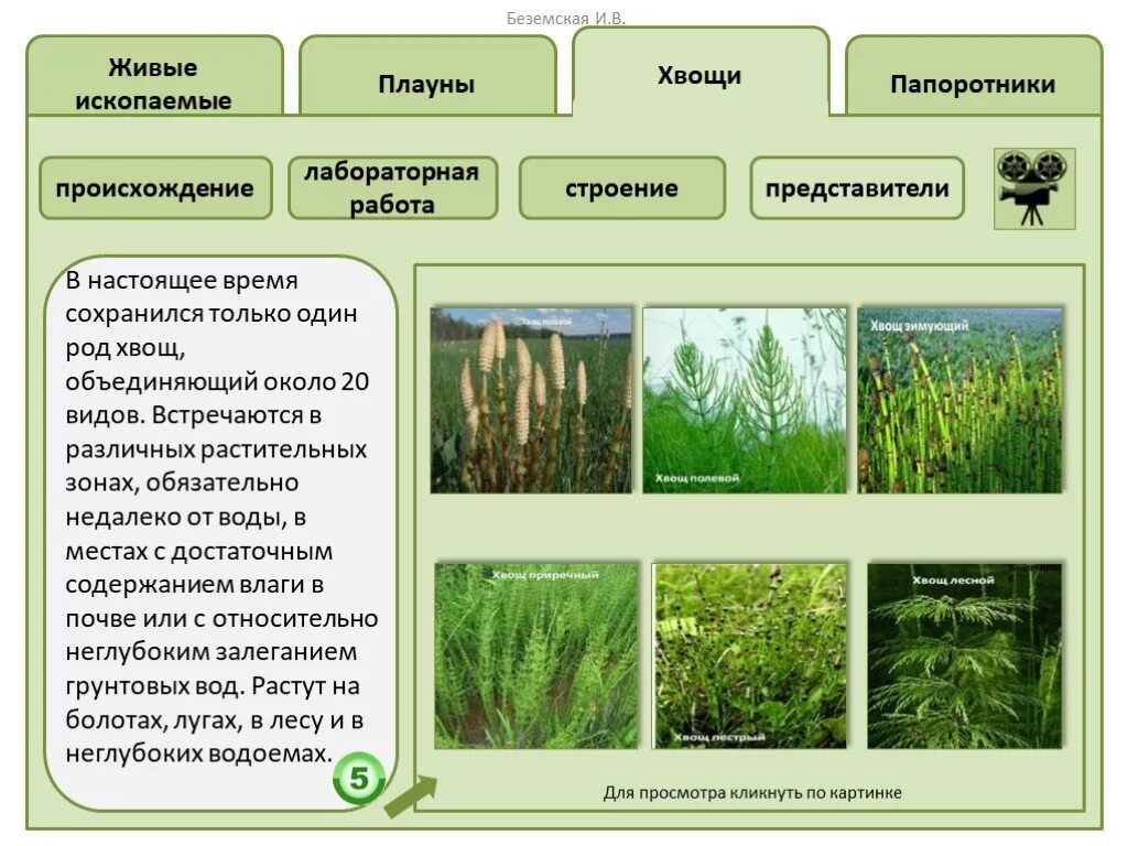 Различие между плаунами и хвощами. Папоротники хвощи плауны представители. Представители папоротников хвощей. Представители мхов папоротников хвощей и плаунов. Плауны хвощи папоротники.