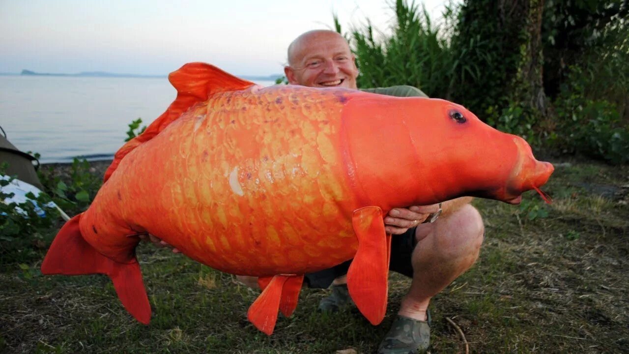 Огромная рыба. Бычья акула рядом с человеком. Бычья акула. Арсен велемел muscle. Гигантский тунец.