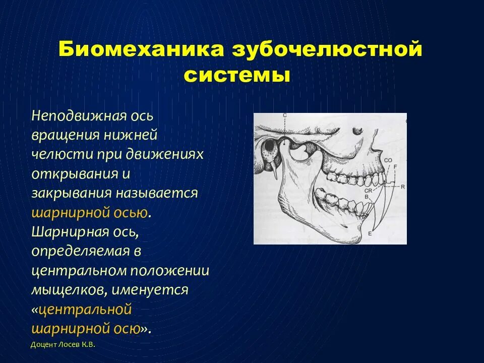 Анатомия зубочелюстной системы