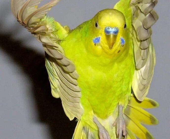 Почему попугай перестал. Волнистый попугайчик желтый. Попугай какапо. Попугай волнистик. Волнистый попугай Арлекин.