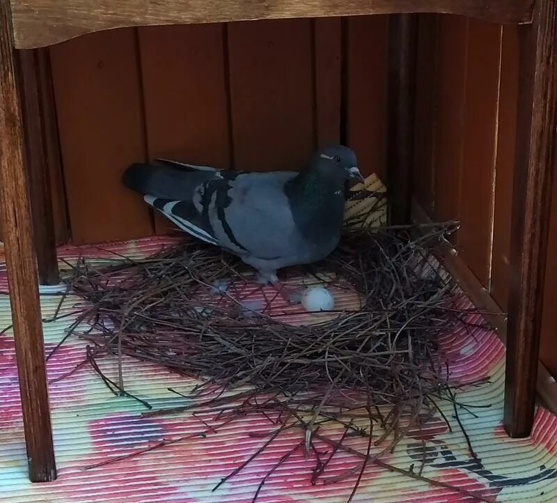 Гнездо голубя на балконе примета