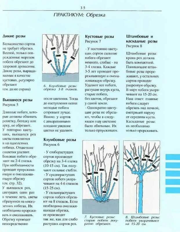 Нужно ли обрезать розы весной. Правильная обрезка роз весной схема. Обрезка плетистой розы схема. Обрезка плетистой розы весной. Схема обрезки роз флорибунда весной.