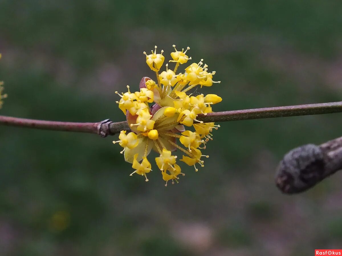 кизил кустарник цветение. как цветет кизил. кизил обыкновенный цветет. кизил цветение. кизил обыкновенный цветение.
