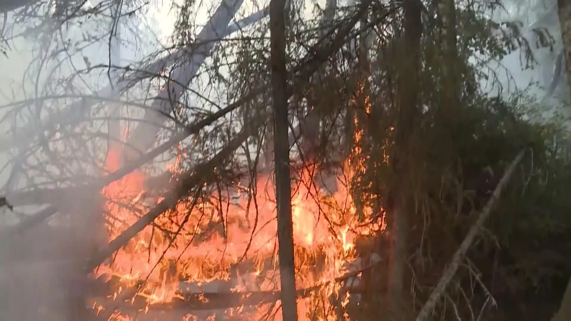 пожары в якутии 2022. лесные пожары 2022. пожар в лесу фото. пожар рязань лес 2022. пожары леса 2022.