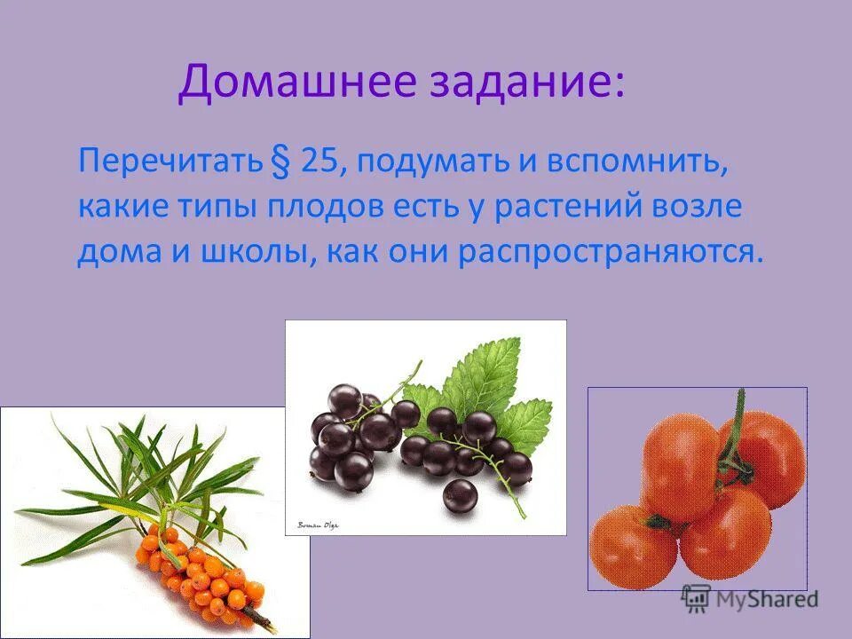 Значение плодов и семян в природе. Роль плодов и семян в жизни растений. Значение плода. Какого значение плодов для растений. Какого значение плодов для растений.
