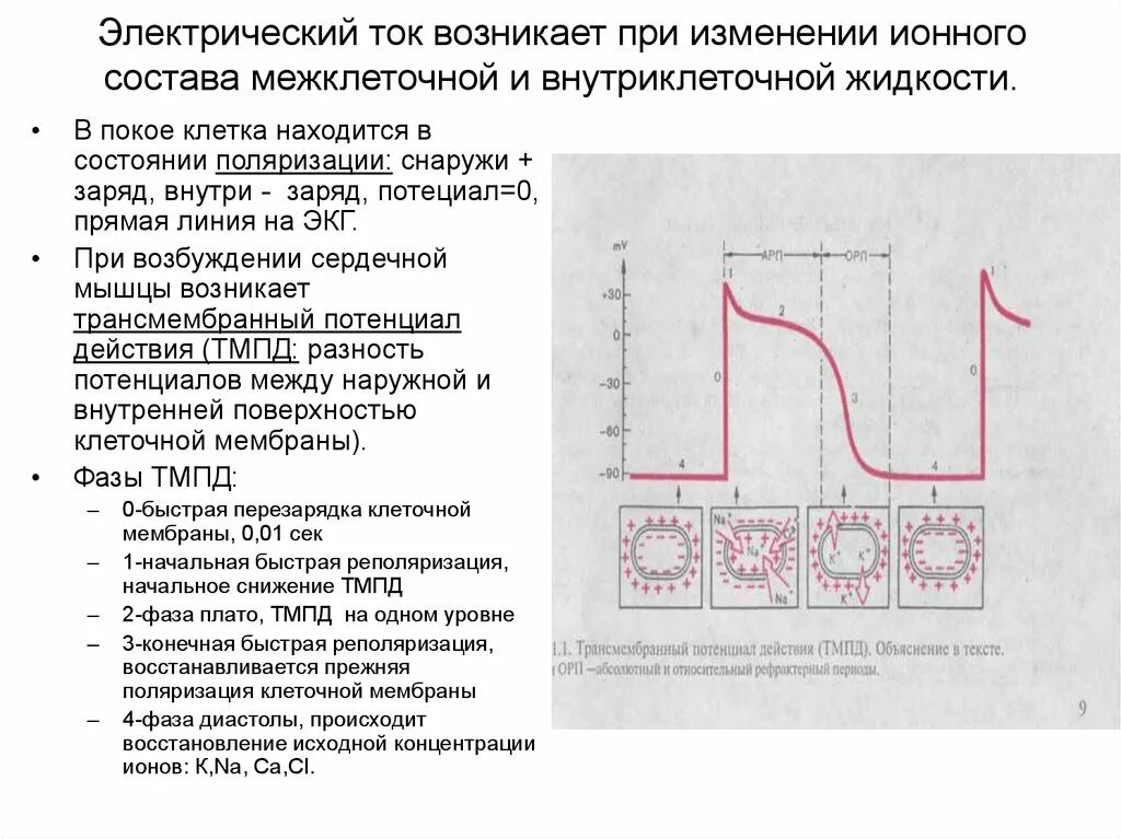 Экг процесс. Фазы потенциала действия кардиомиоцита и экг. экг и потенциал действия. мембранный потенциал и потенциал действия сердечной мышцы. условия и причины поляризации клеточных мембран.