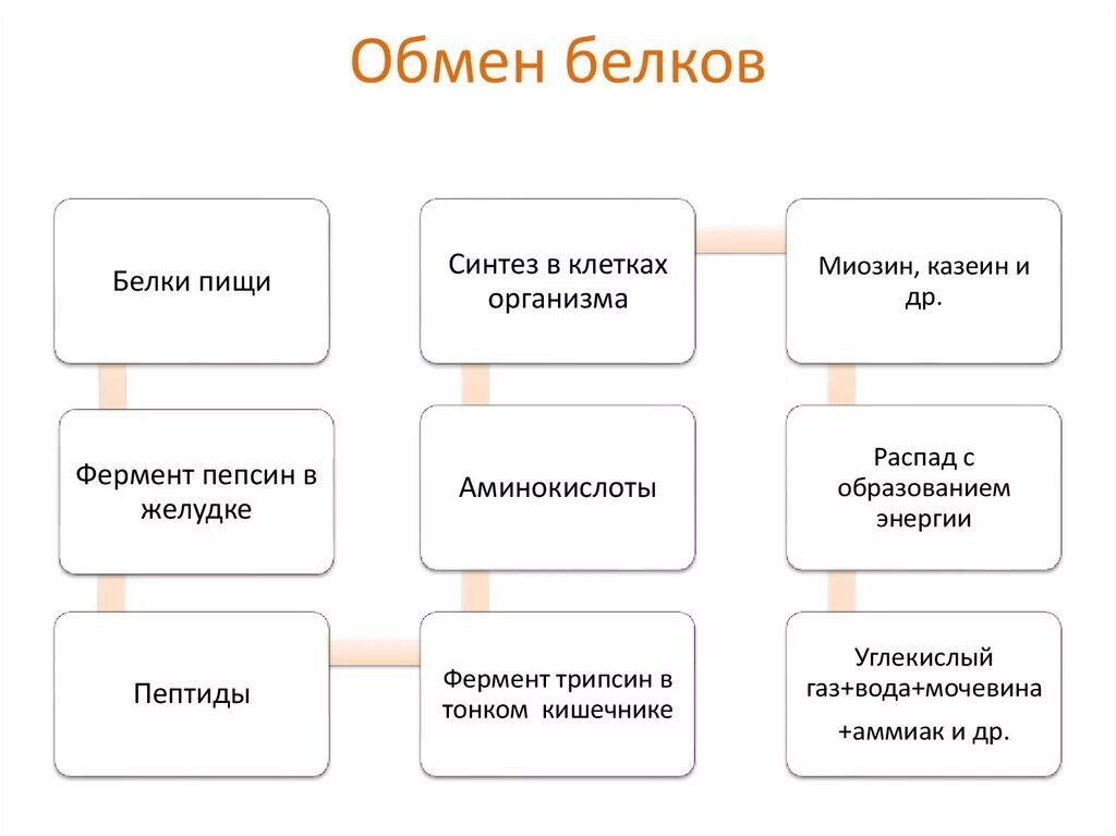 Обмен белков биология. Схема обмена белков в организме. Обмен белков схема 8 класс. Процесс энергетического обмена белков в организме человека. Обмен белков в организме человека схема.