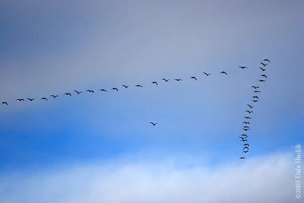 Flying south for the winter Flying geese, Bird migration, Flying geese quilt