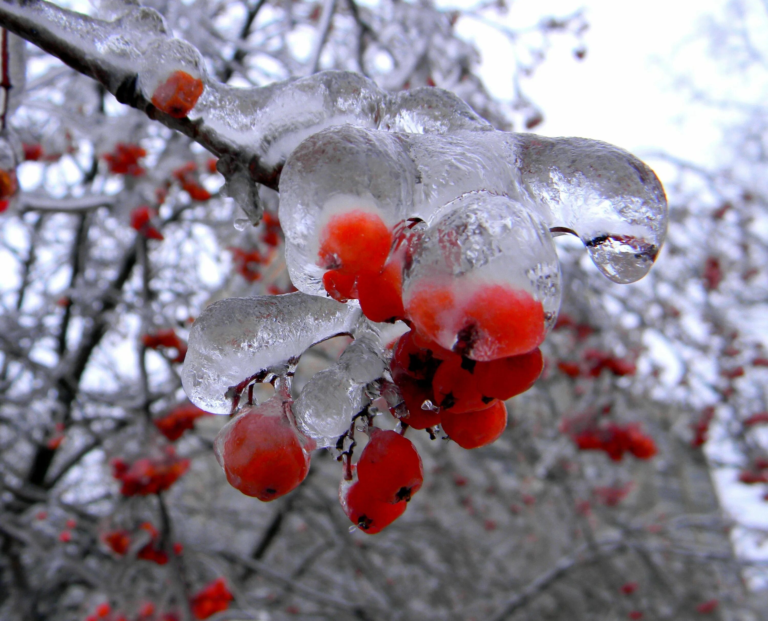 Оттепели все чаще но пока ночи морозны. Рябина в снегу. Ледяные ягоды. Рябина во льду. Рябина в ледяном Дожде.