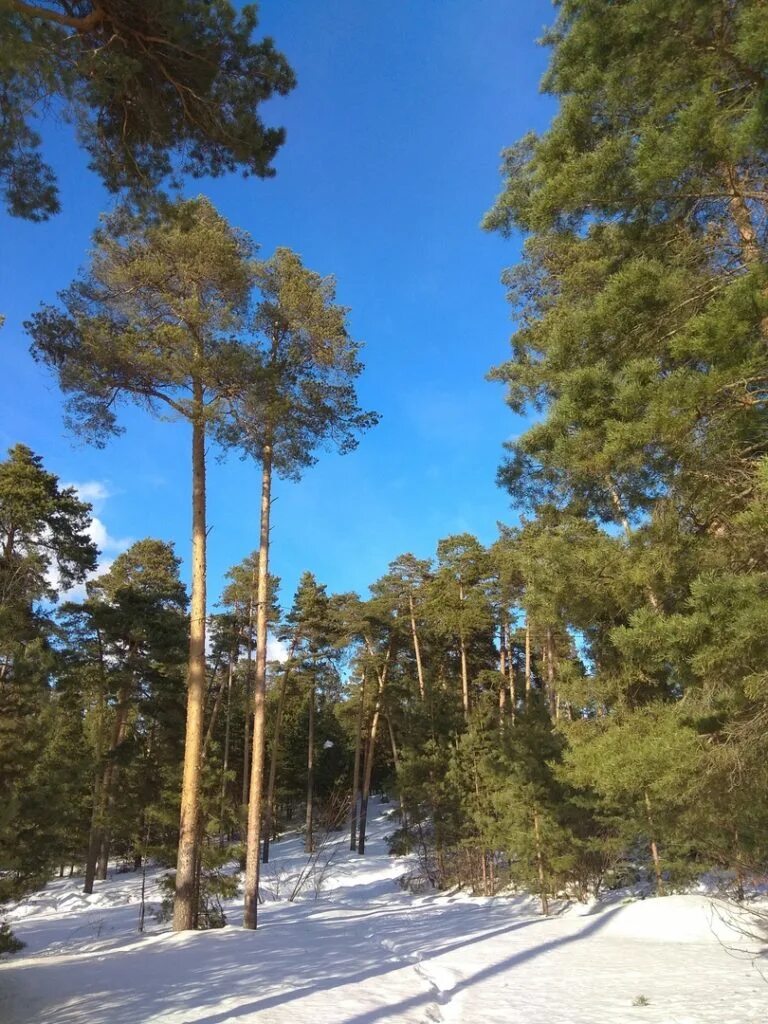 Моховые горы Нижний Новгород парк. Парк Моховые горы Бор. Памятник Шаляпину Бор Моховые горы. Парк Моховые горы на Бору Нижегородской области.