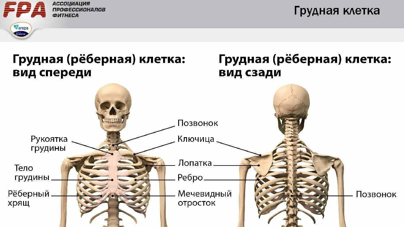 Грудная клетка кости скелета. Строение грудной клетки. Строение костей грудной клетки. Грудной скелет человека с названием костей.