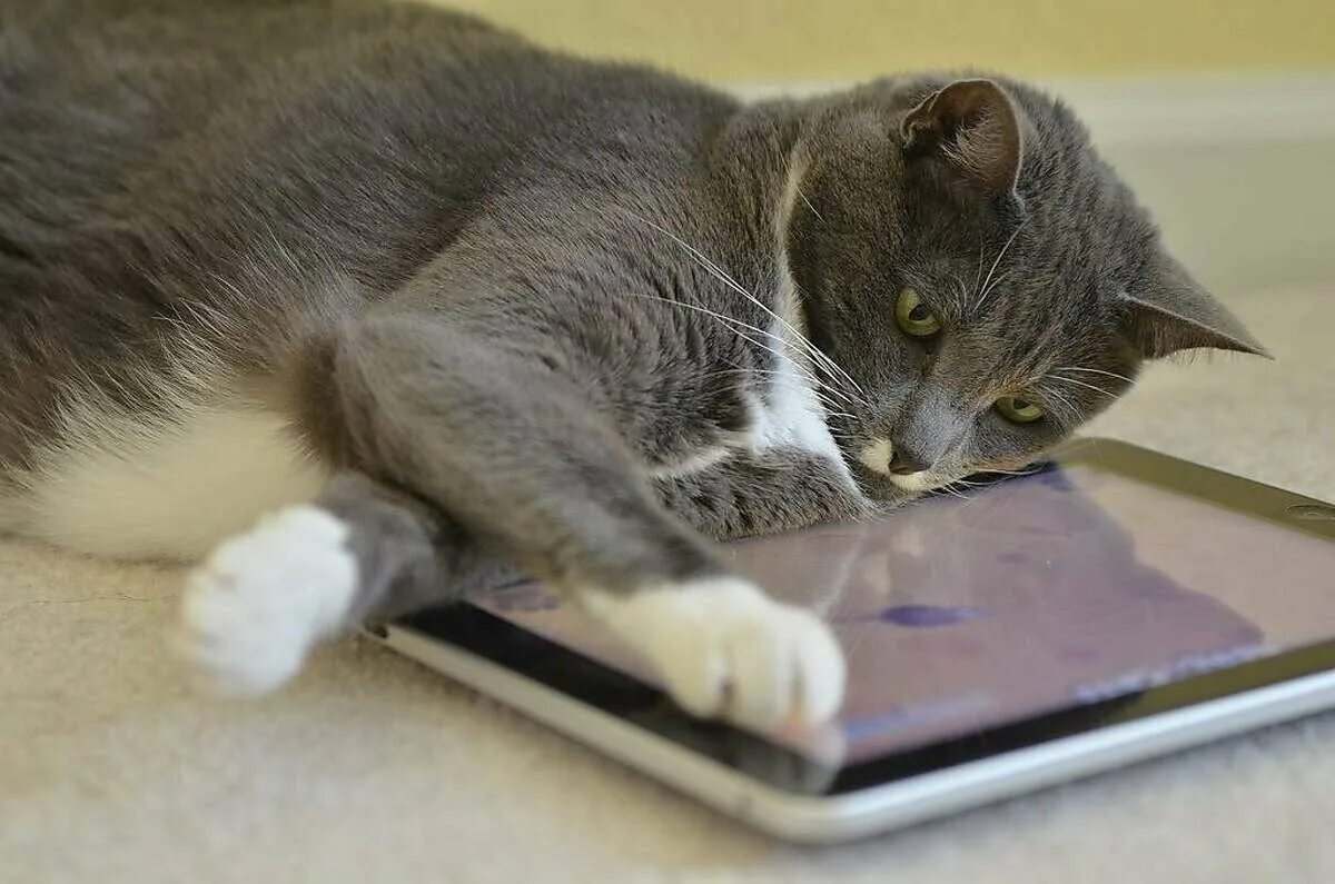 Игрушка для кошки на экране телефона. Кошка с планшетом. Котик с планшетом. Планшет для котов. Котик играет в планшет.