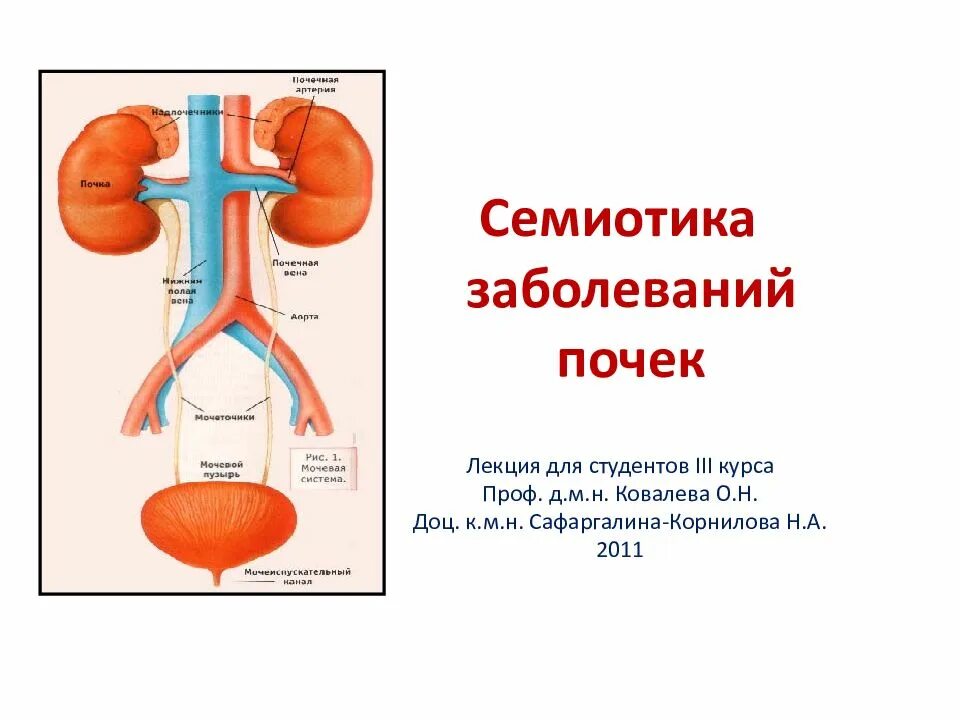 Что приводит к заболеванию почек. Болезни почек презентация. Заболевание почек презентация.