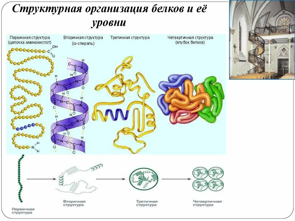 В организации белковых. Структурная организация белков. Уровни структурной организации белков. Уровни структурной организации белка. Строение и уровни структурной организации белков.