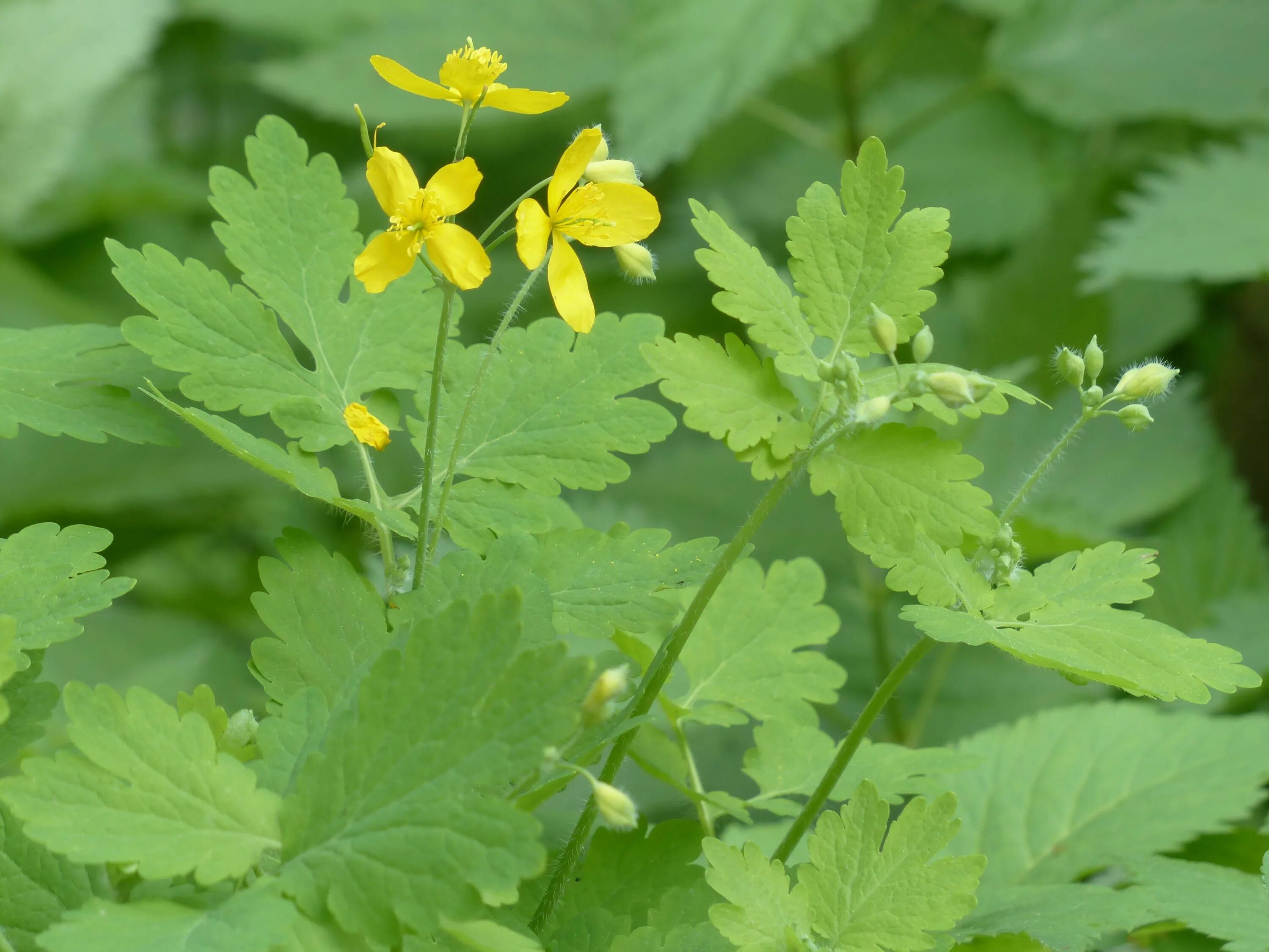 Чистотел Chelidonium majus. Chelidonium. Хелидониум (чистотел).. Чистотел Луговой. Chelidonium majus листья. Чистотел стоит