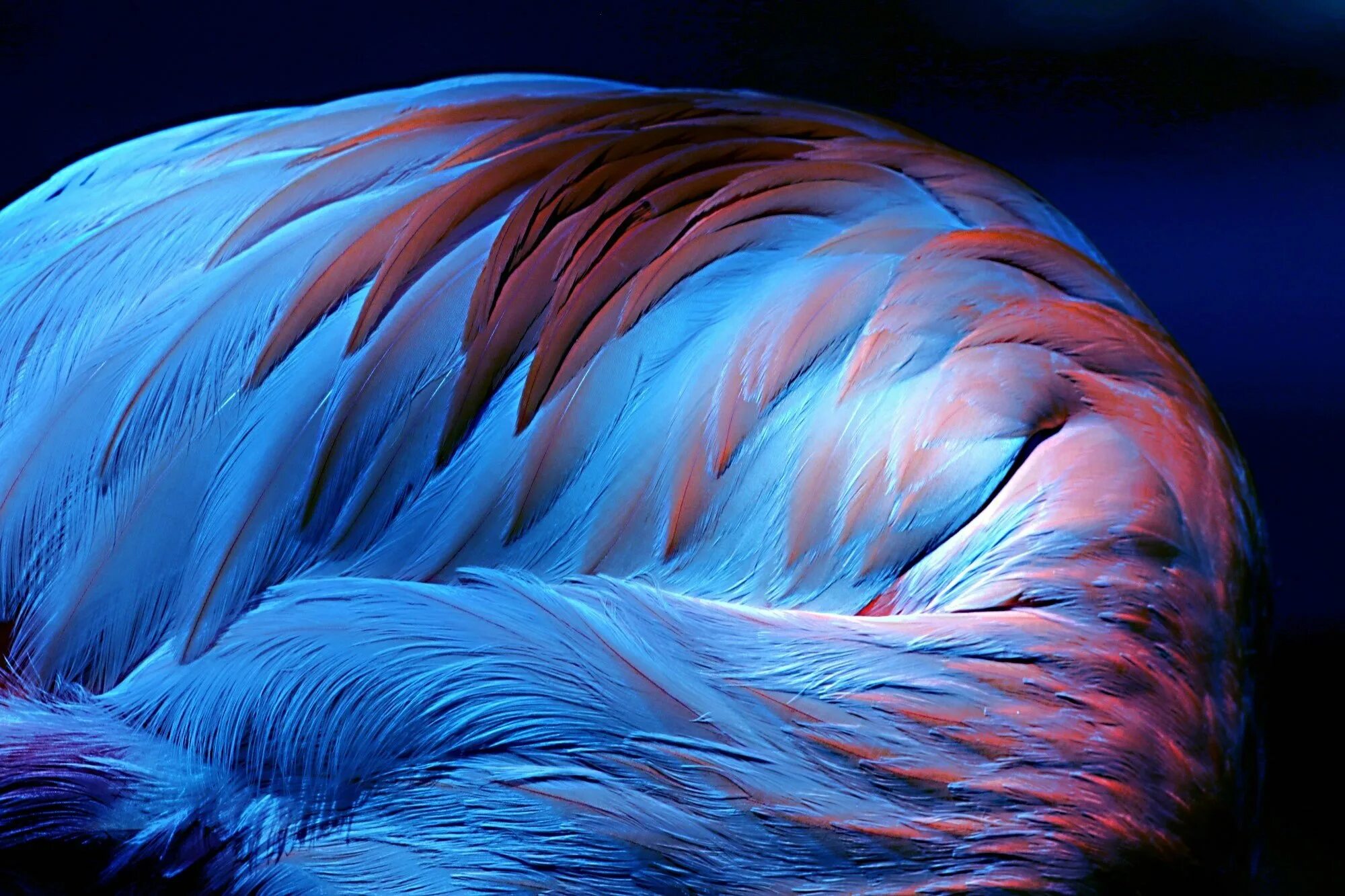 Синее фламинго слушать