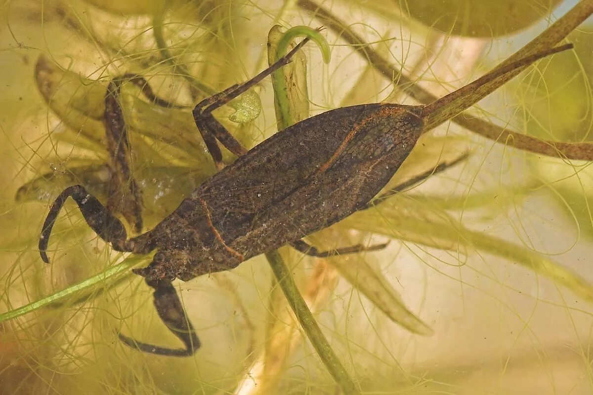 NEPA cinerea (обыкновенный водяной Скорпион). Клоп водяной Скорпион. Водяной Скорпион ранатра. Водомерка Жук плавунец.