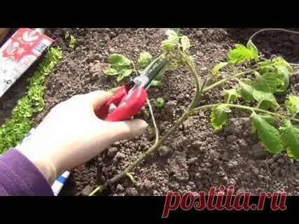 Помидоры после 6
