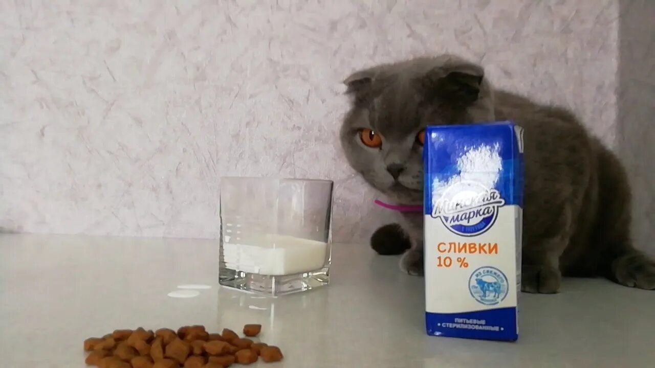 Степа сливки шоу. Хомяк стëпа. Хомячок стёпа сливки шоу. Хомячок стёпа. Стёпа сливки шоу.