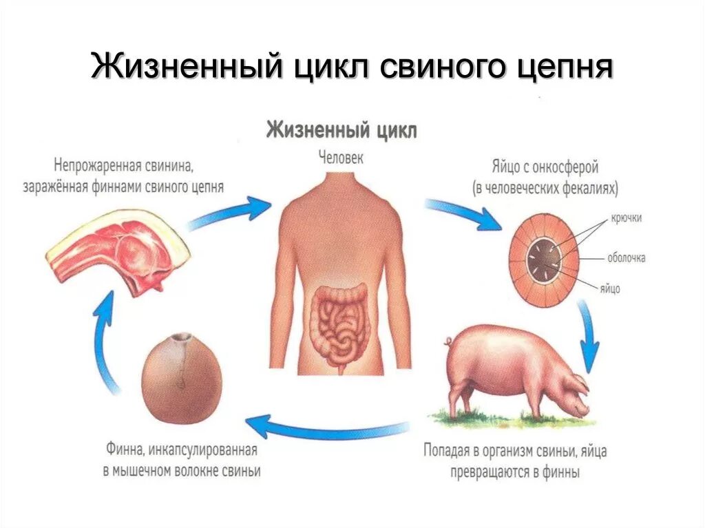 Какая стадия свиного цепня разовьется в человеке. Циклы развития червей свиной цепень. Жизненный цикл свиной цепень схема. Цикл развития бычьего и свиного цепня. Жизненный цикл свиного цепня 7 класс.