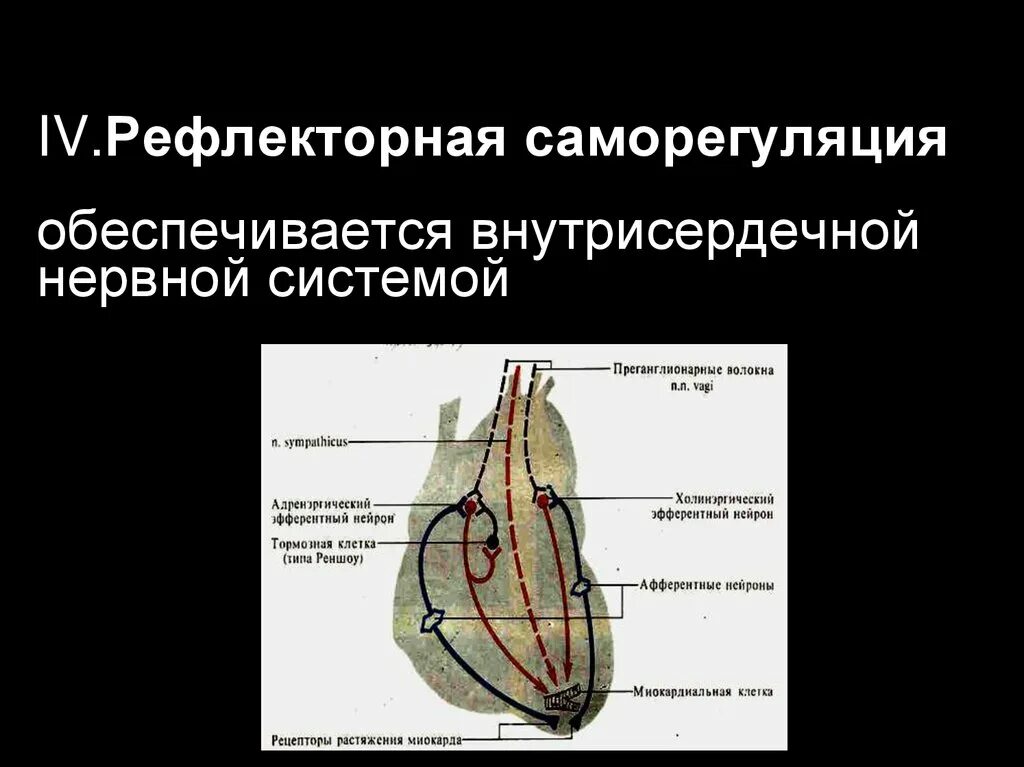 Интракардиальная нервная система сердца. Внутрисердечные нервные механизмы саморегуляции сердца.. Внутрисердечные периферические рефлексы регуляции сердца схема. Схема внутрисердечной рефлекторной регуляции сердца.