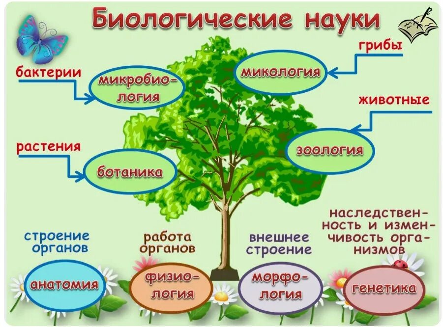 Https foxford ru wiki biologiya. Биологические науки. Небиологические науки. Биологические дисциплины. Биология наука о жизни.