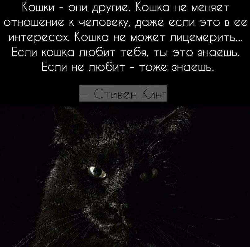 Почему коты молчат. Кошки они другие. Цитаты про кошек. Статусы про кошек. Статусы про черного кота.