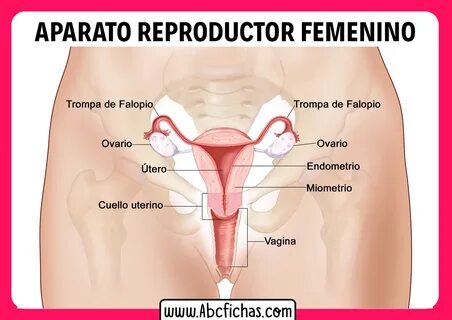Anatomia del sistema reproductor femenino.