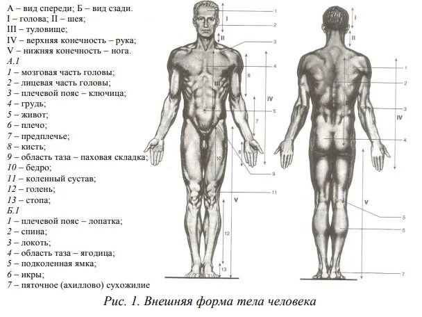 Наименование частей тела человека схема. Основные части тела человека криминалистика. Внешняя форма тела человека.