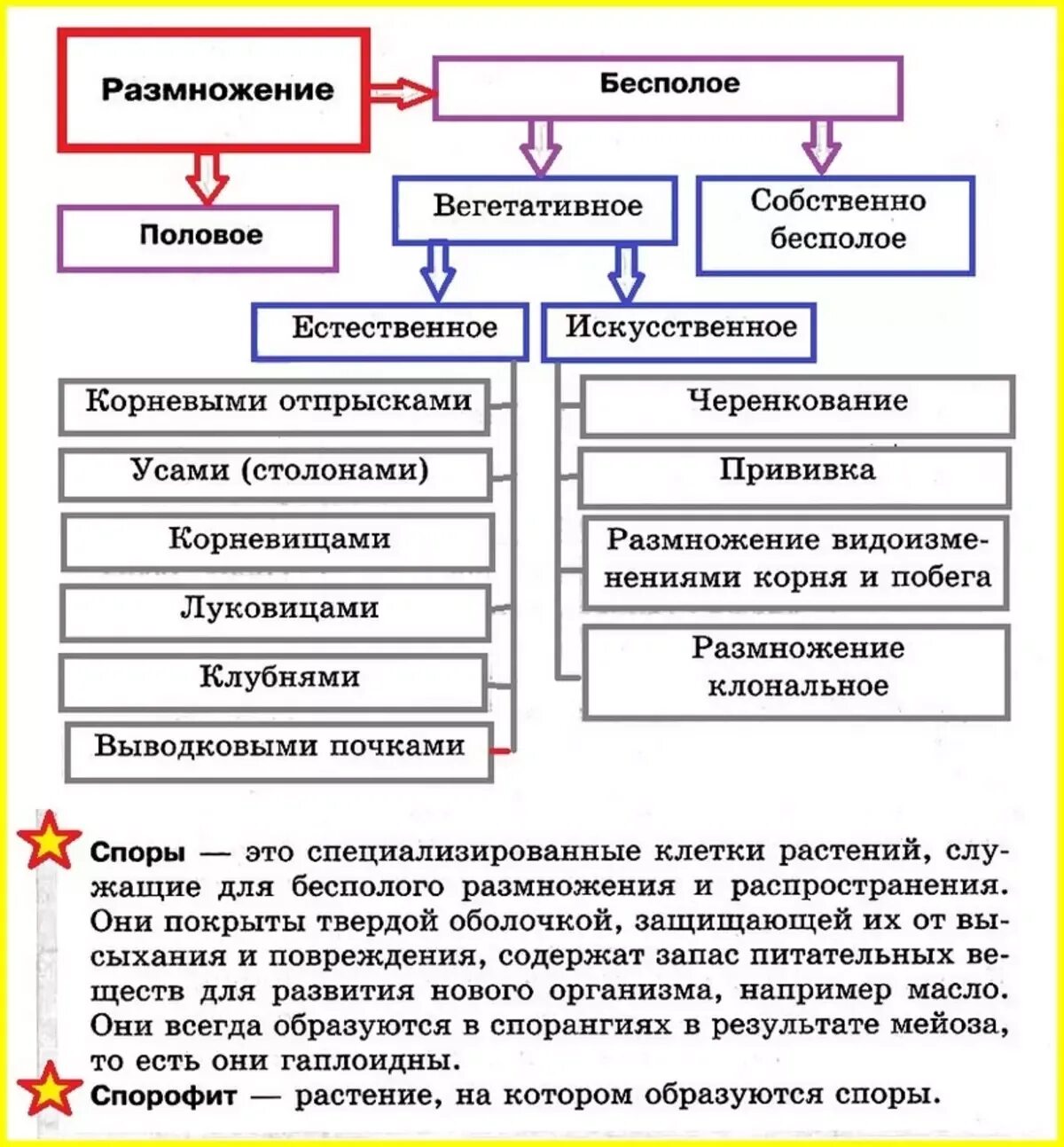 Формы и способы размножения растений