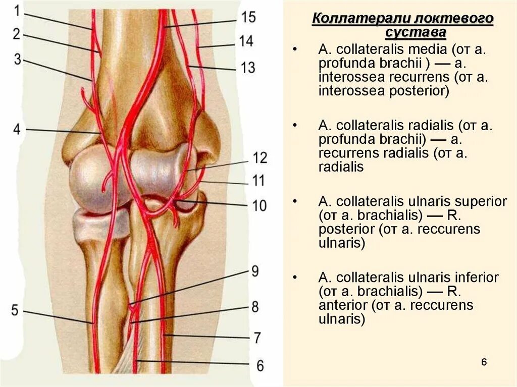 Коллатеральное кровообращение коленного сустава. Кровоснабжение локтевого сустава анатомия. Коллатеральный кровоток коленного сустава. Кровоснабжение коленного сустава анатомия.