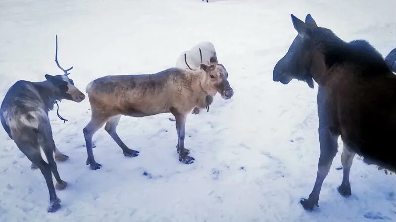 Стельная самка северного оленя. Самка Северного оленя доение. Самка Северного оленя фото. Собака кормит оленя. Самка оленя кормит детей.