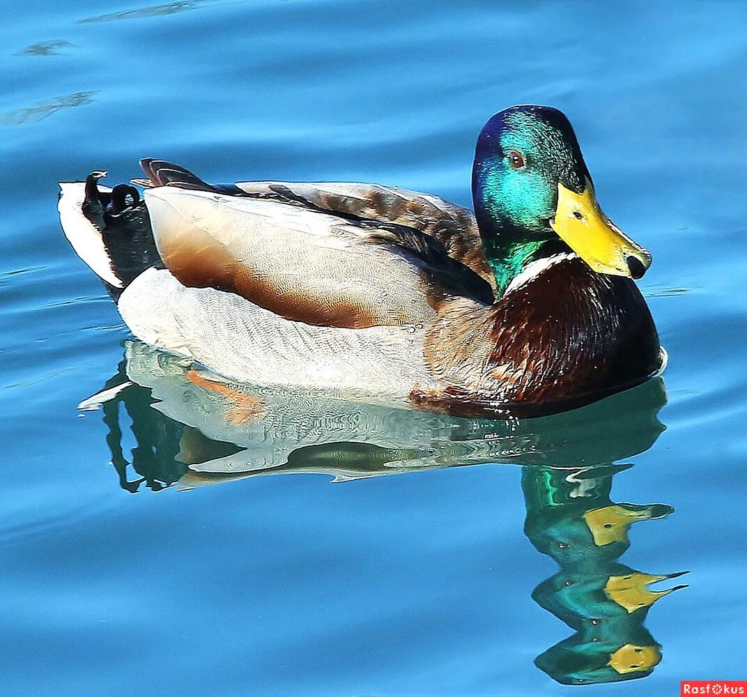 утки в северодвинских лужах. самый богатый селезень. скрудж макдак. самый богатый селезень. утиные истории скрудж.