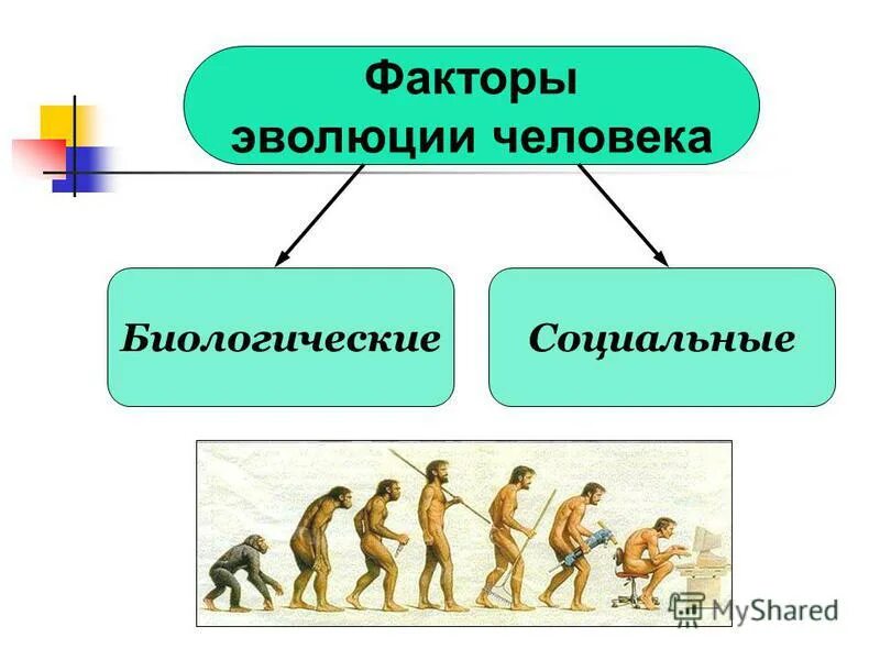 Индивидуальное развитие человека биология. Человек как продукт биологической и социальной эволюции.